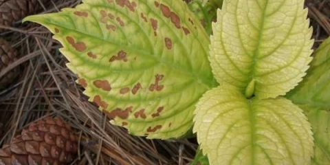 Hloroza hortenzije - opis bolesti, kako liječiti